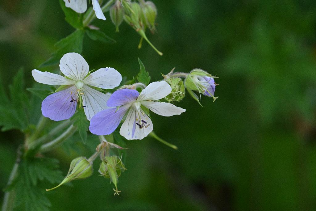 2025-06219153 Tower Hill Botanic Garden, MA.JPG - Geranium. New England Botanic Garden at Tower Hill, MA, 6-21-2025
